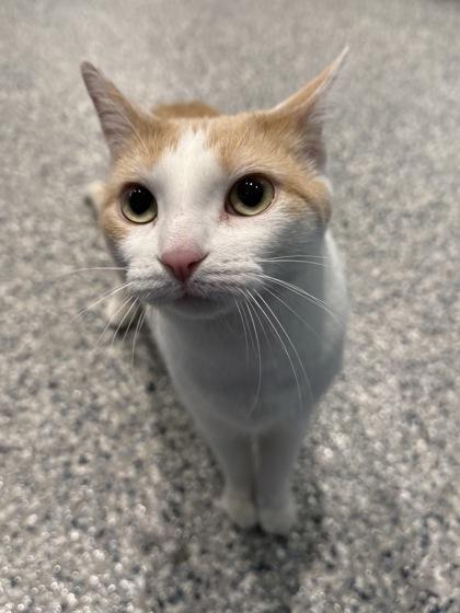 Enlarge Spice, a Adoptable mixed breed in Grapevine, TX image 3/3