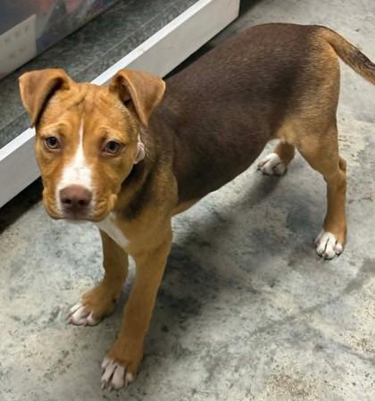 Lucy, Adoptable, Puppy Female Terrier & Mixed Breed.