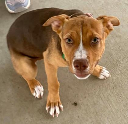 Enlarge Lucy, a Adoptable mixed breed in Lampasas, TX image 2/3