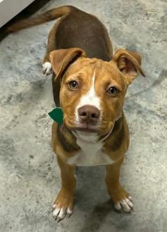 Enlarge Lucy, a Adoptable mixed breed in Lampasas, TX image 3/3