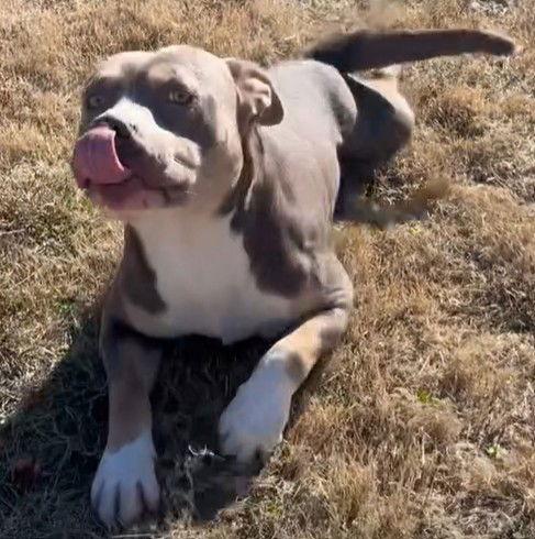 Rocco, Adoptable, Adult Male Pit Bull Terrier.