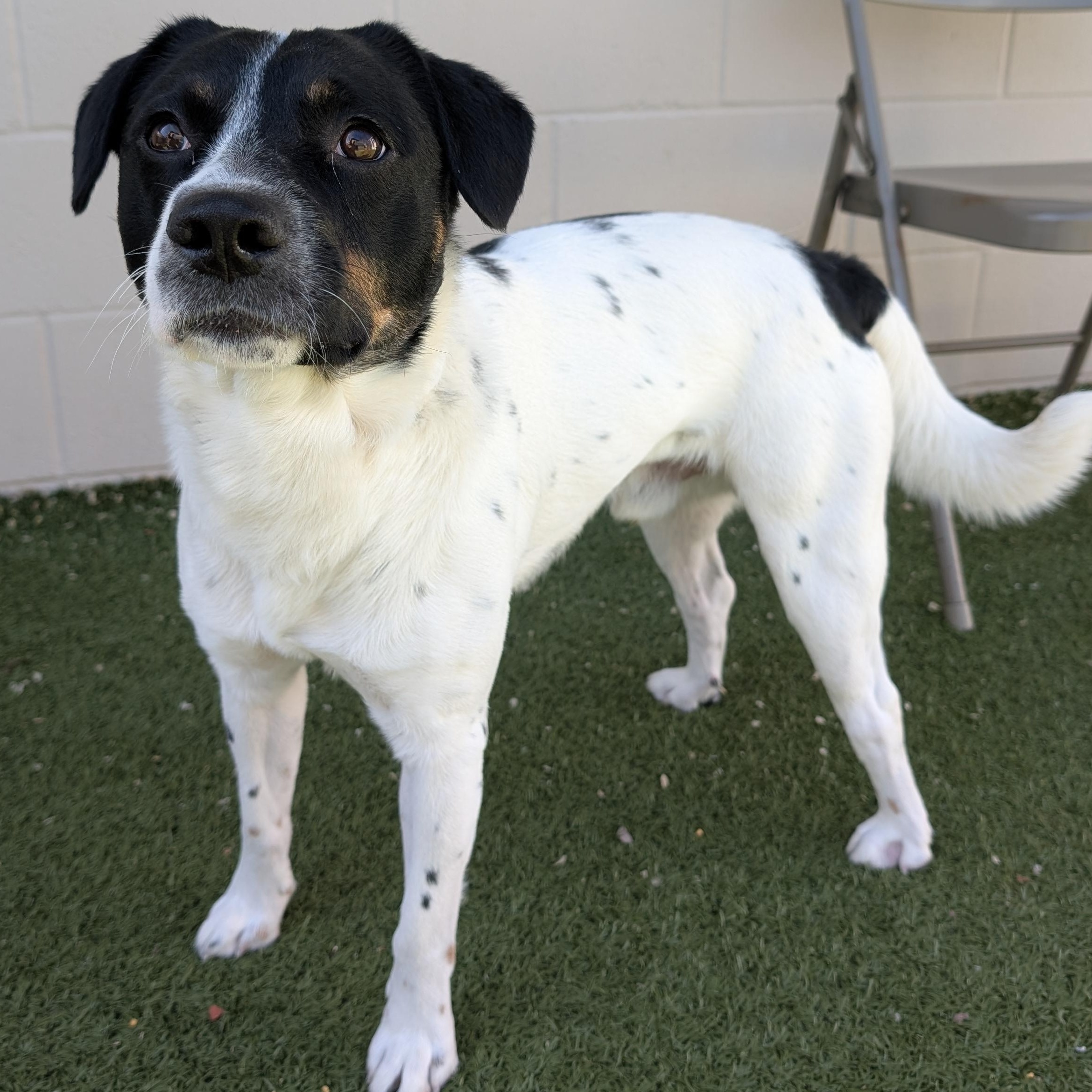 Grover, an adopted Mixed Breed in Wenatchee, WA image 2/2