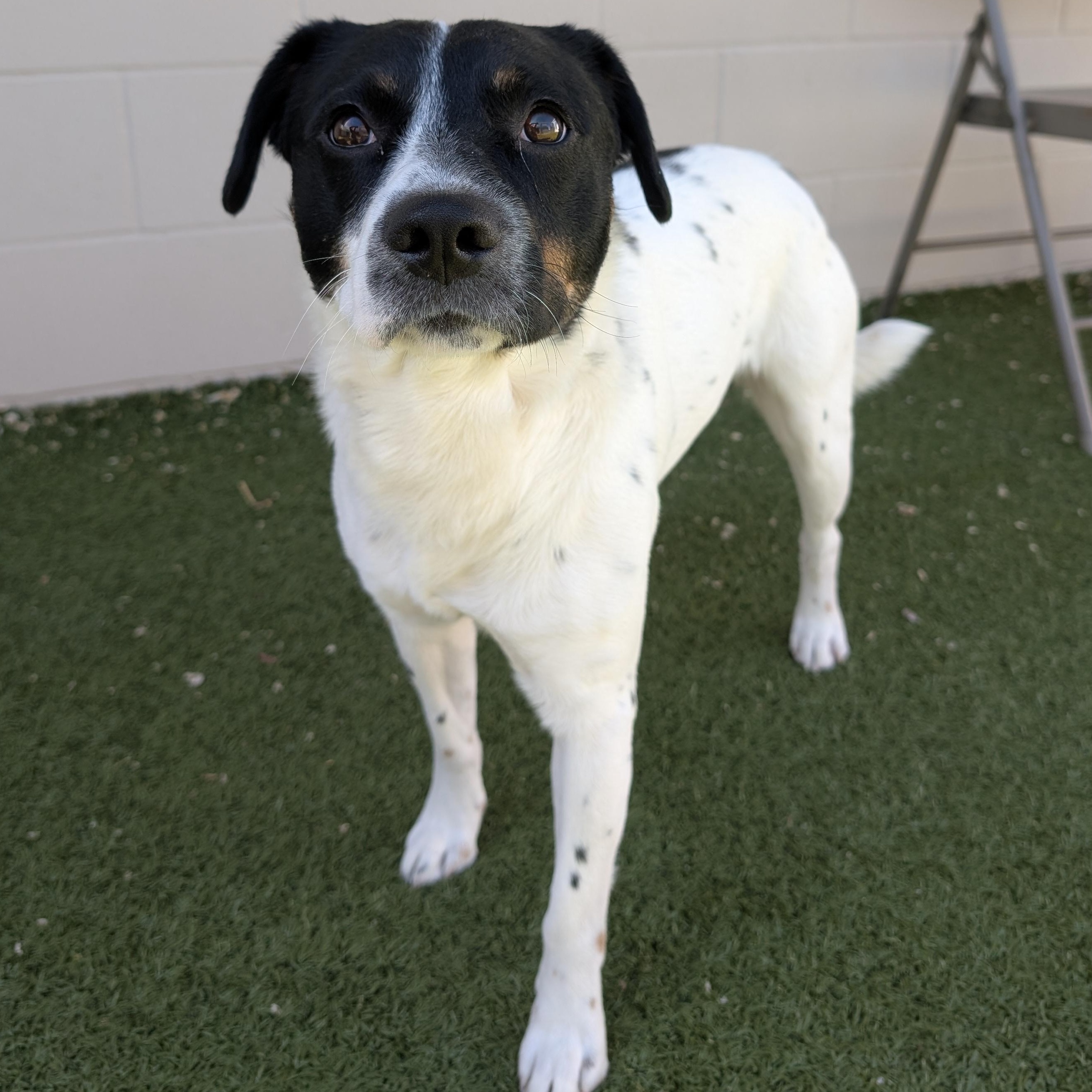 Grover, adopted, Adult Male Mixed Breed.