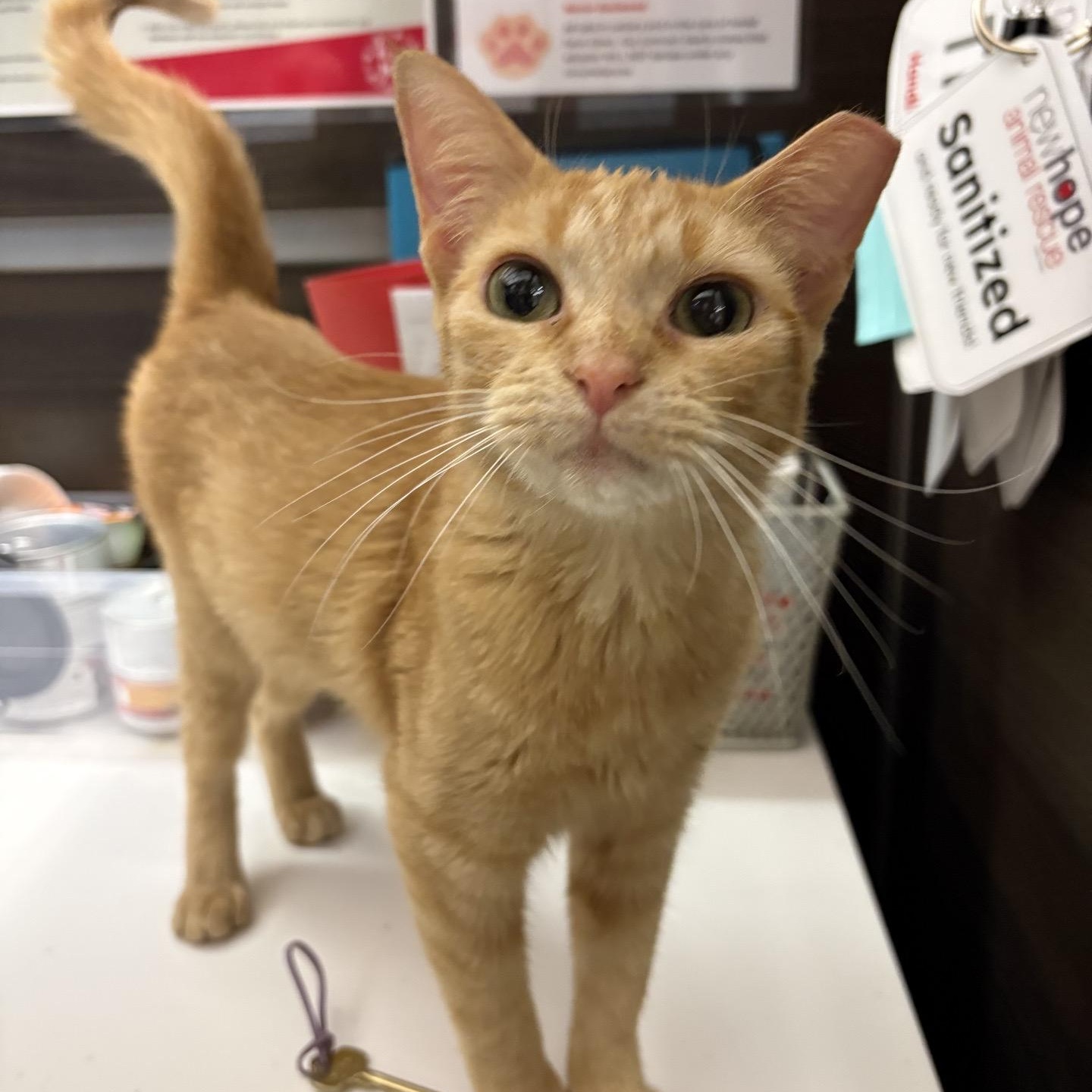 Enlarge Monica, an adopted American Shorthair in Cedar Park , TX image 2/5