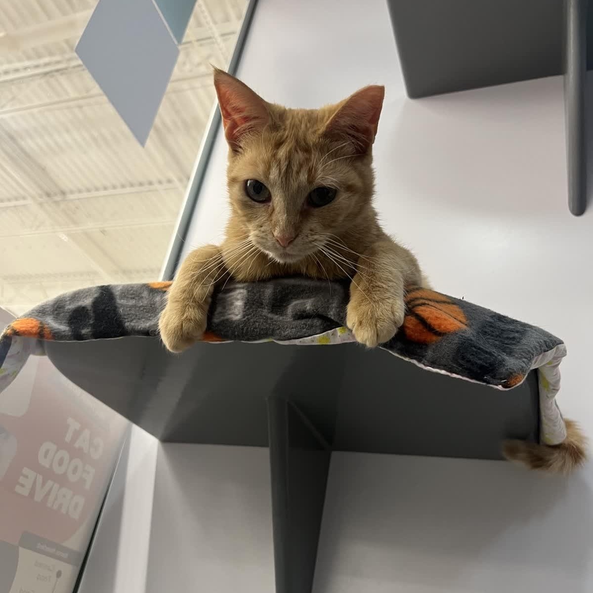 Monica, adopted, Adult Female American Shorthair.