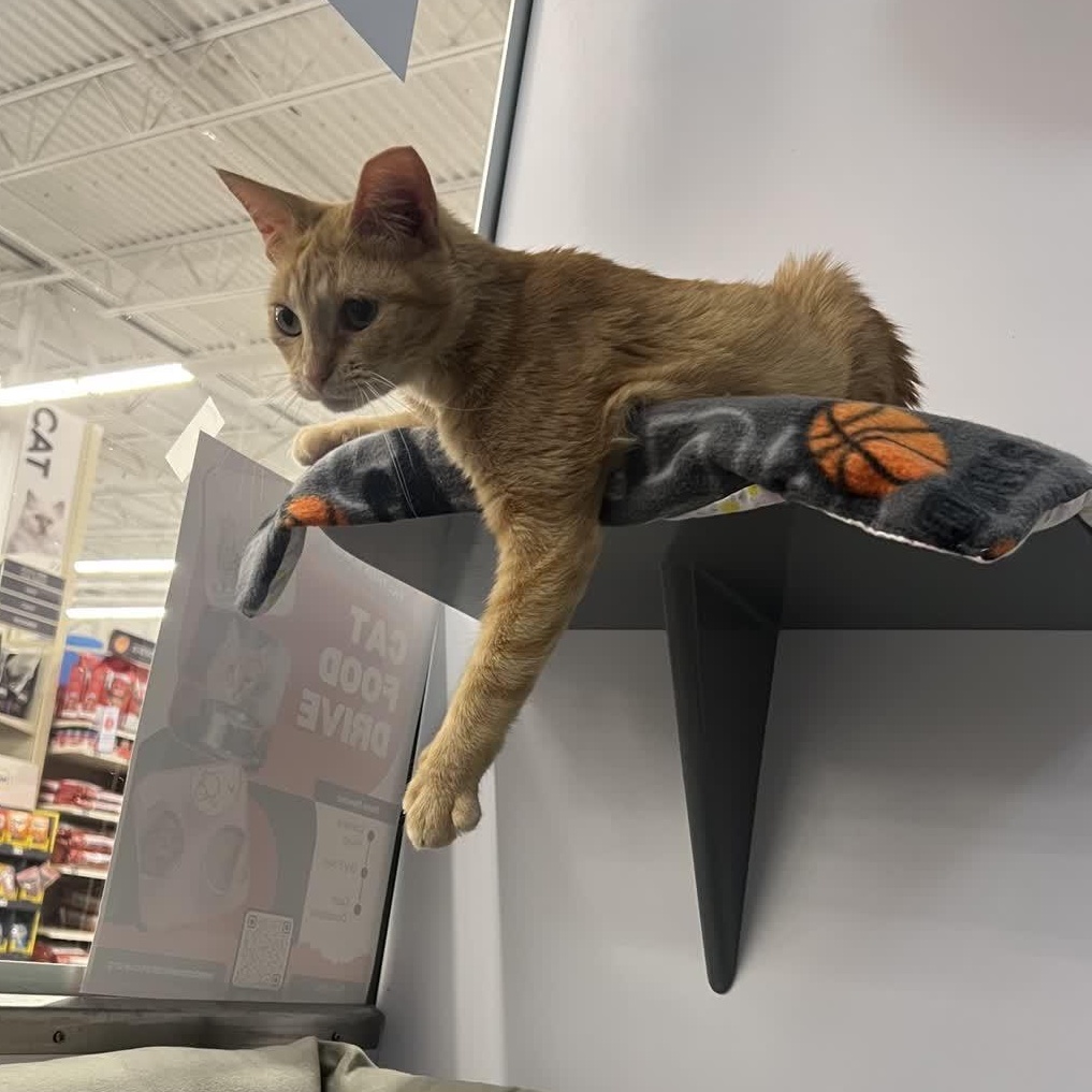 Enlarge Monica, an adopted American Shorthair in Cedar Park , TX image 3/5