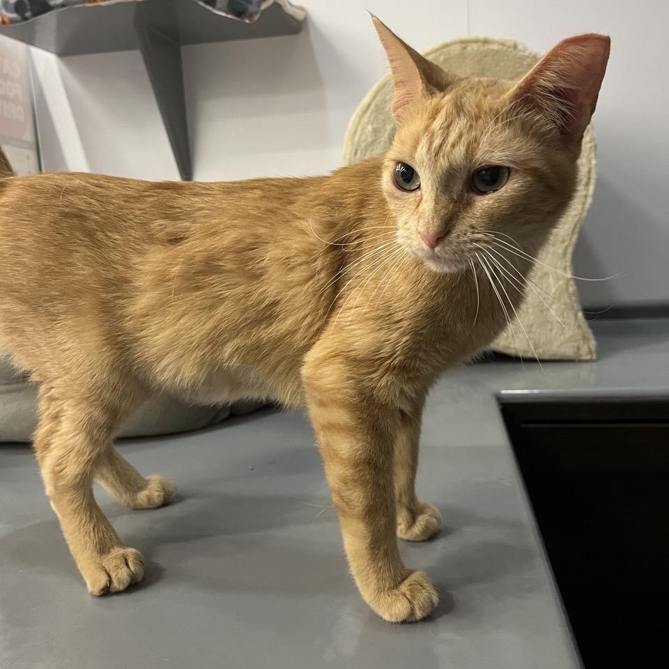 Enlarge Monica, an adopted American Shorthair in Cedar Park , TX image 5/5