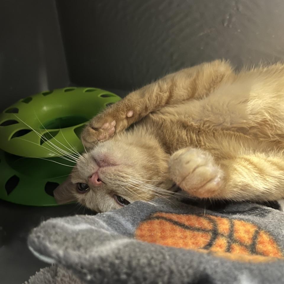 Enlarge Monica, an adopted American Shorthair in Cedar Park , TX image 4/5