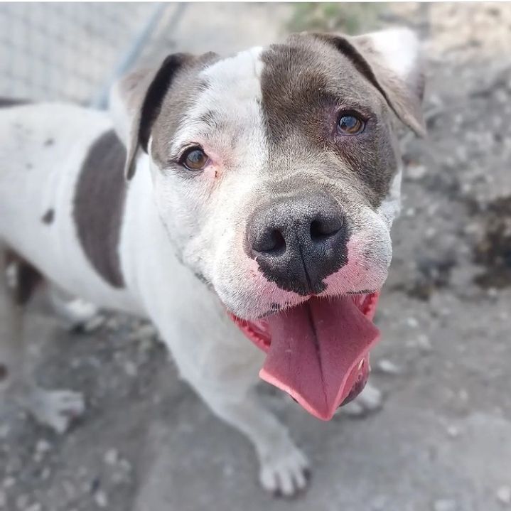 Kimchi, a Adoptable mixed breed in Detroit, MI image 1/4