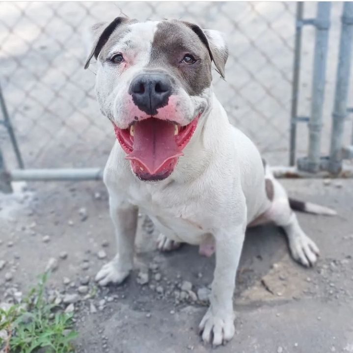 Kimchi, a Adoptable mixed breed in Detroit, MI image 2/4