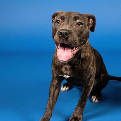 Enlarge SYCAMORE, a Adoptable mixed breed in Clinton Township, MI image 1/1