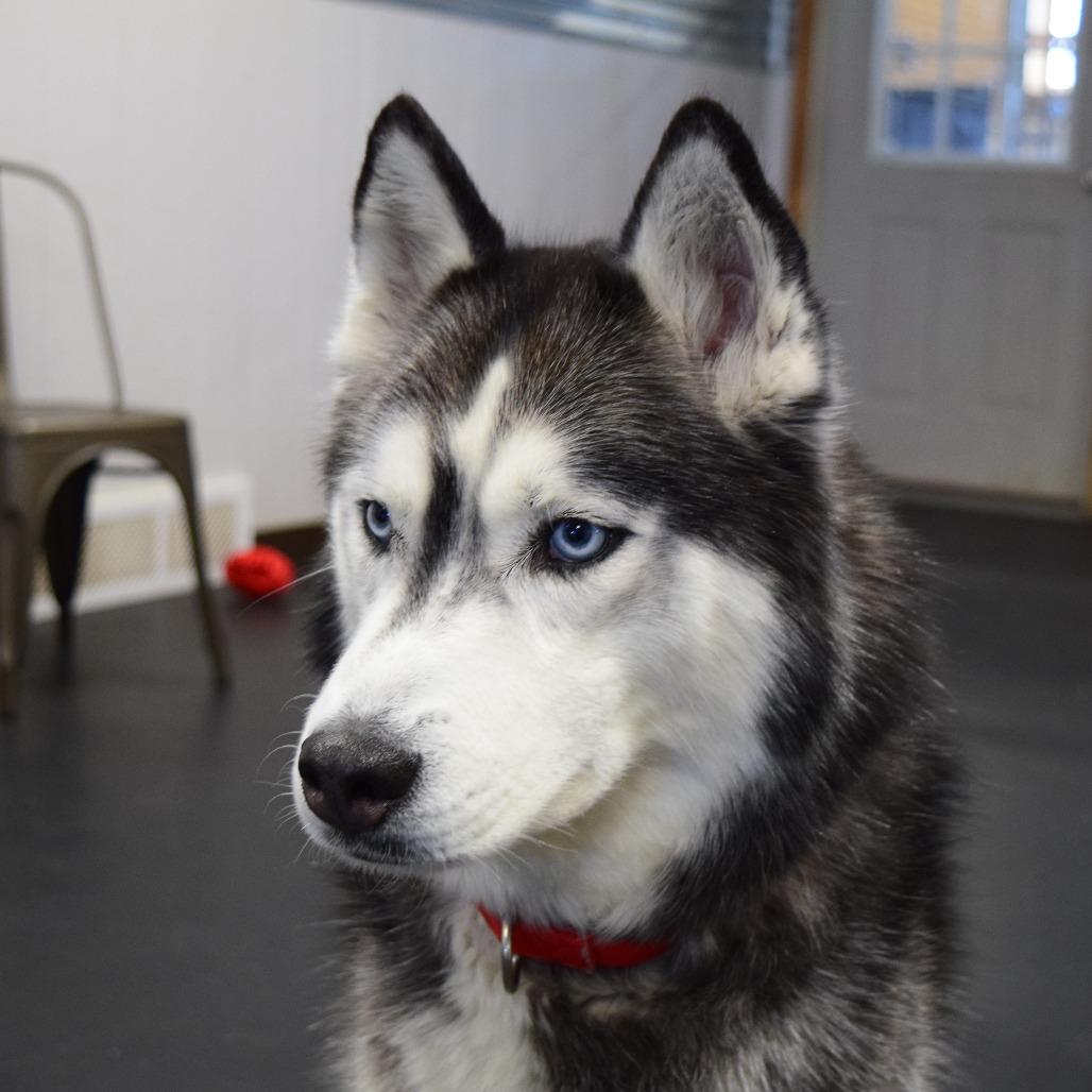 Kodiak, Adoptable, Adult Male Husky.