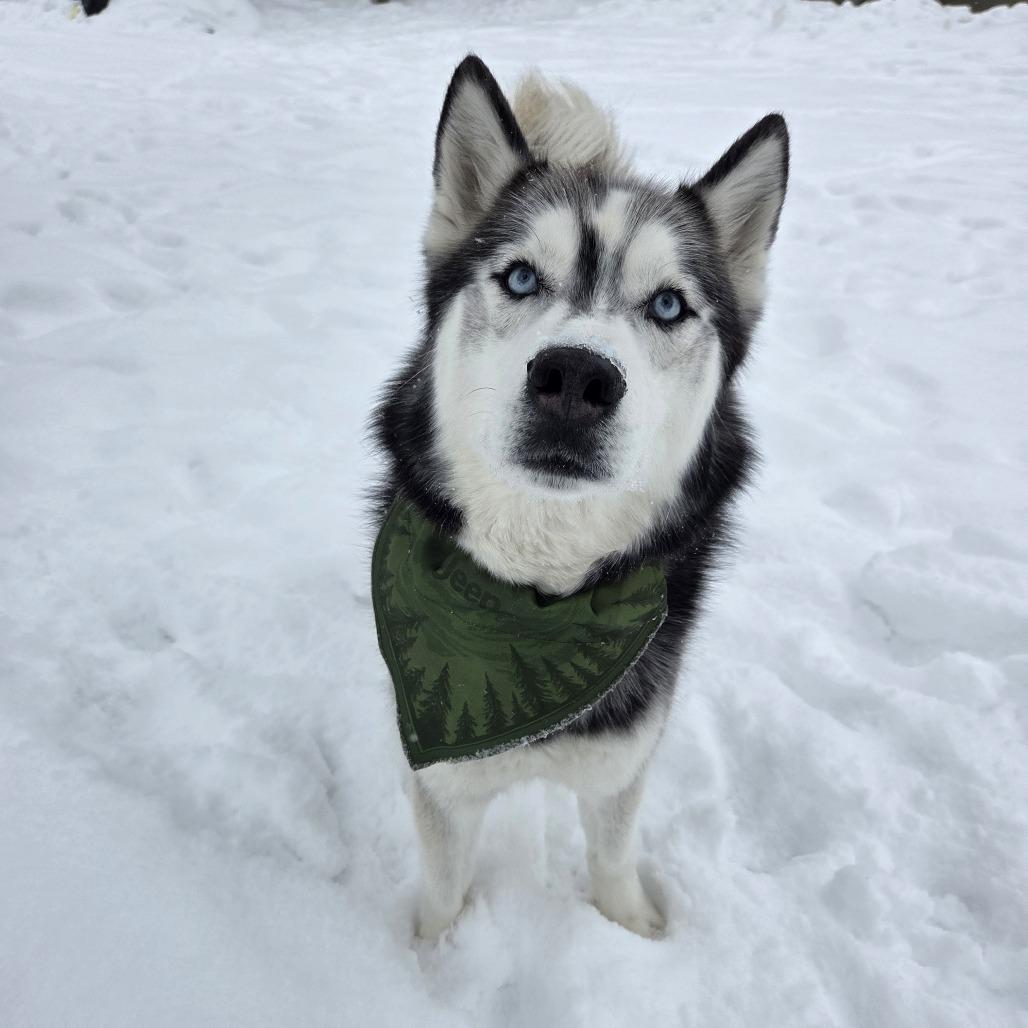 Enlarge Kodiak, a Adoptable Husky in McKean, PA image 2/6
