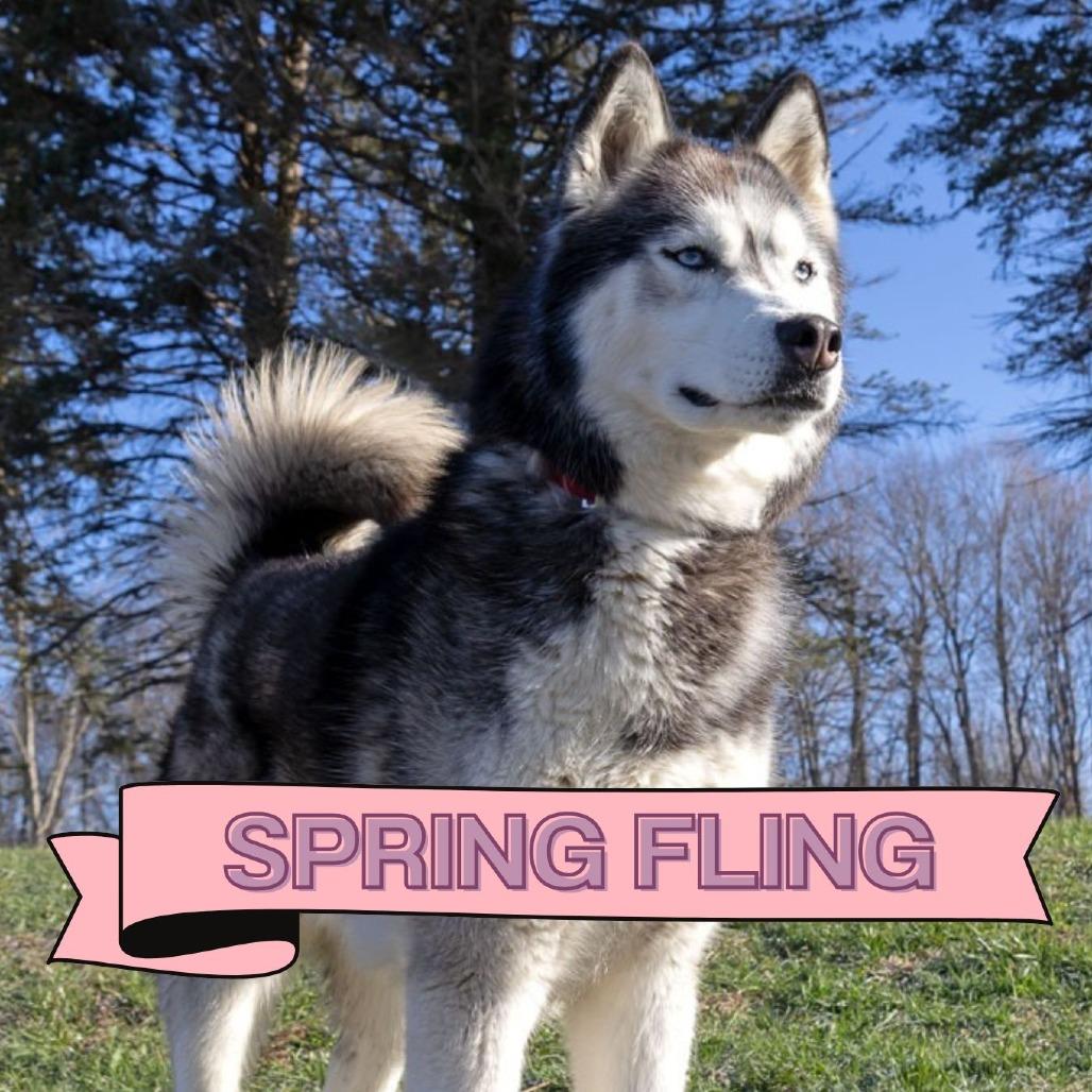 Enlarge Kodiak, a Adoptable Husky in McKean, PA image 3/6