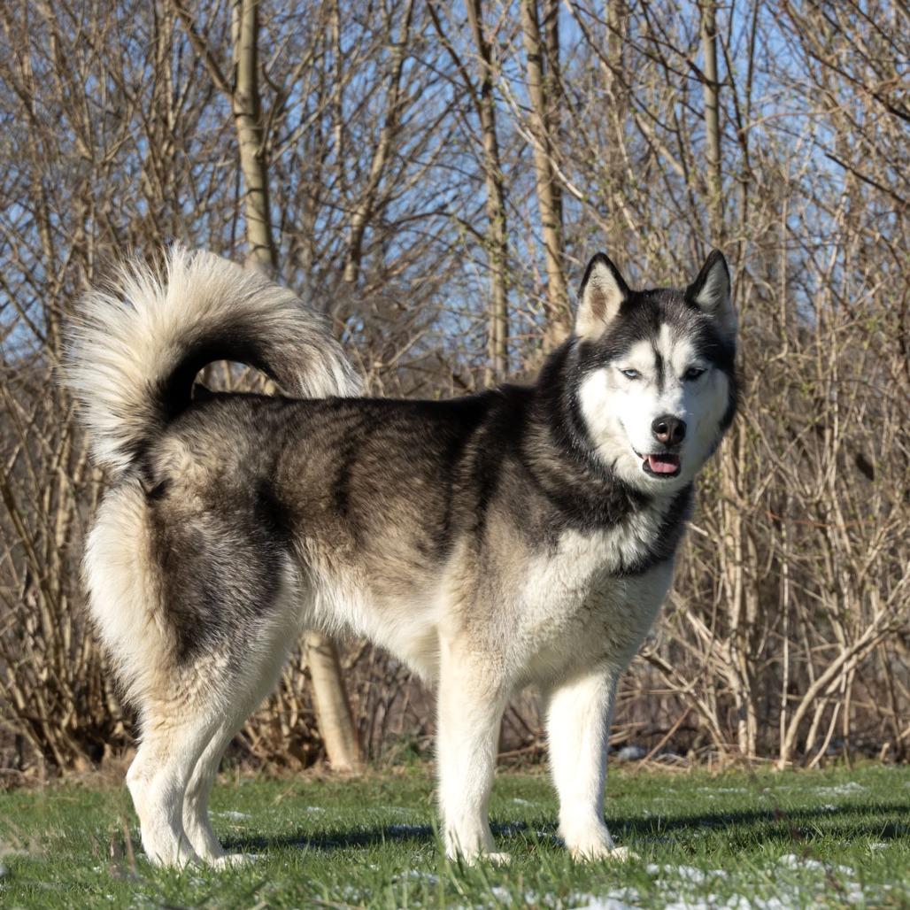Enlarge Kodiak, a Adoptable Husky in McKean, PA image 5/6