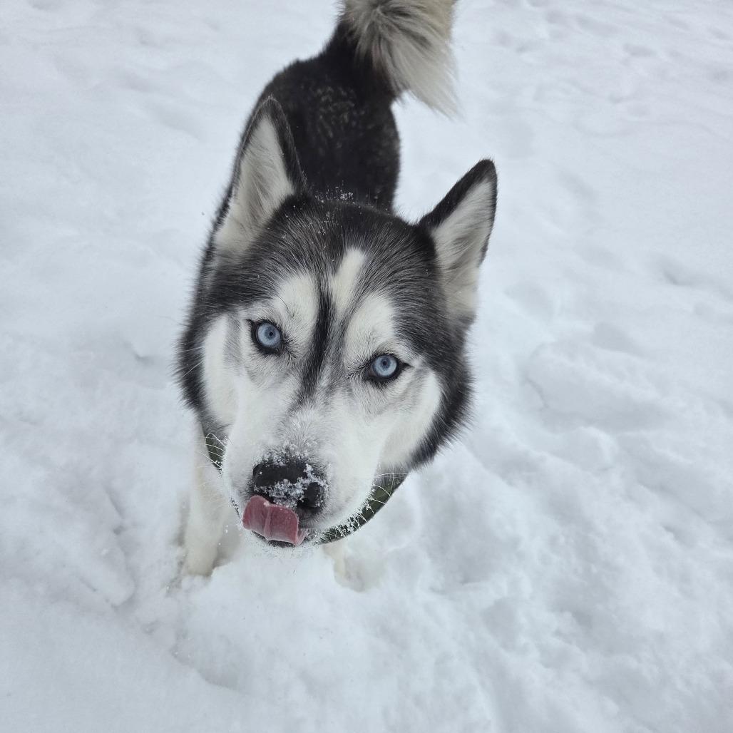 Enlarge Kodiak, a Adoptable Husky in McKean, PA image 6/6