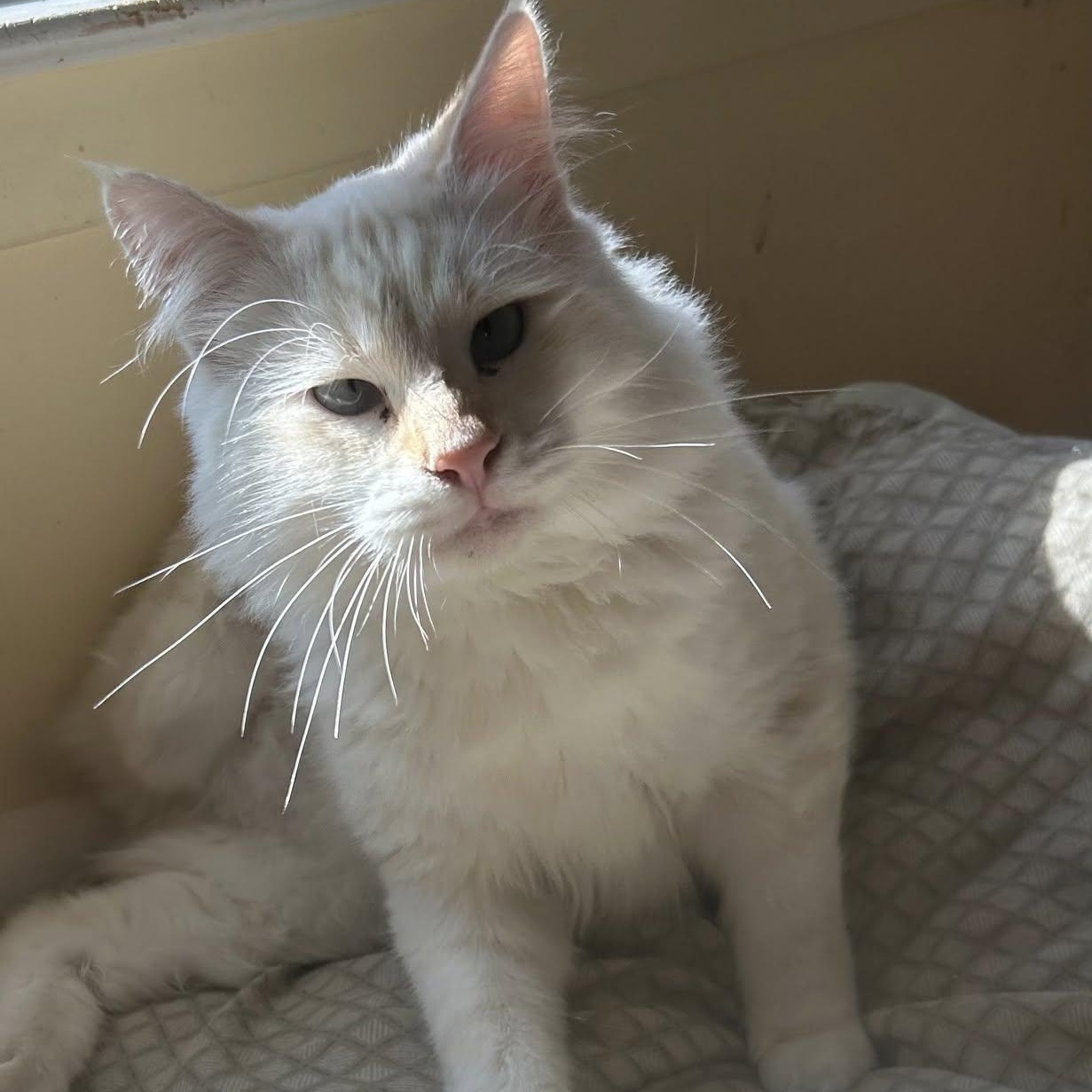 Nelson, a Adoptable Siamese in Concord, CA image 1/5