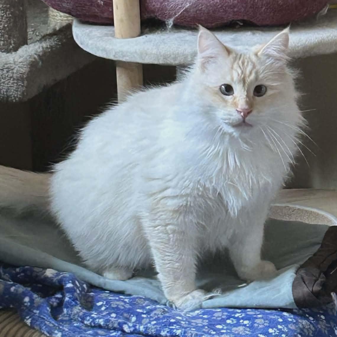 Enlarge Nelson, a Adoptable Siamese in Concord, CA image 2/4