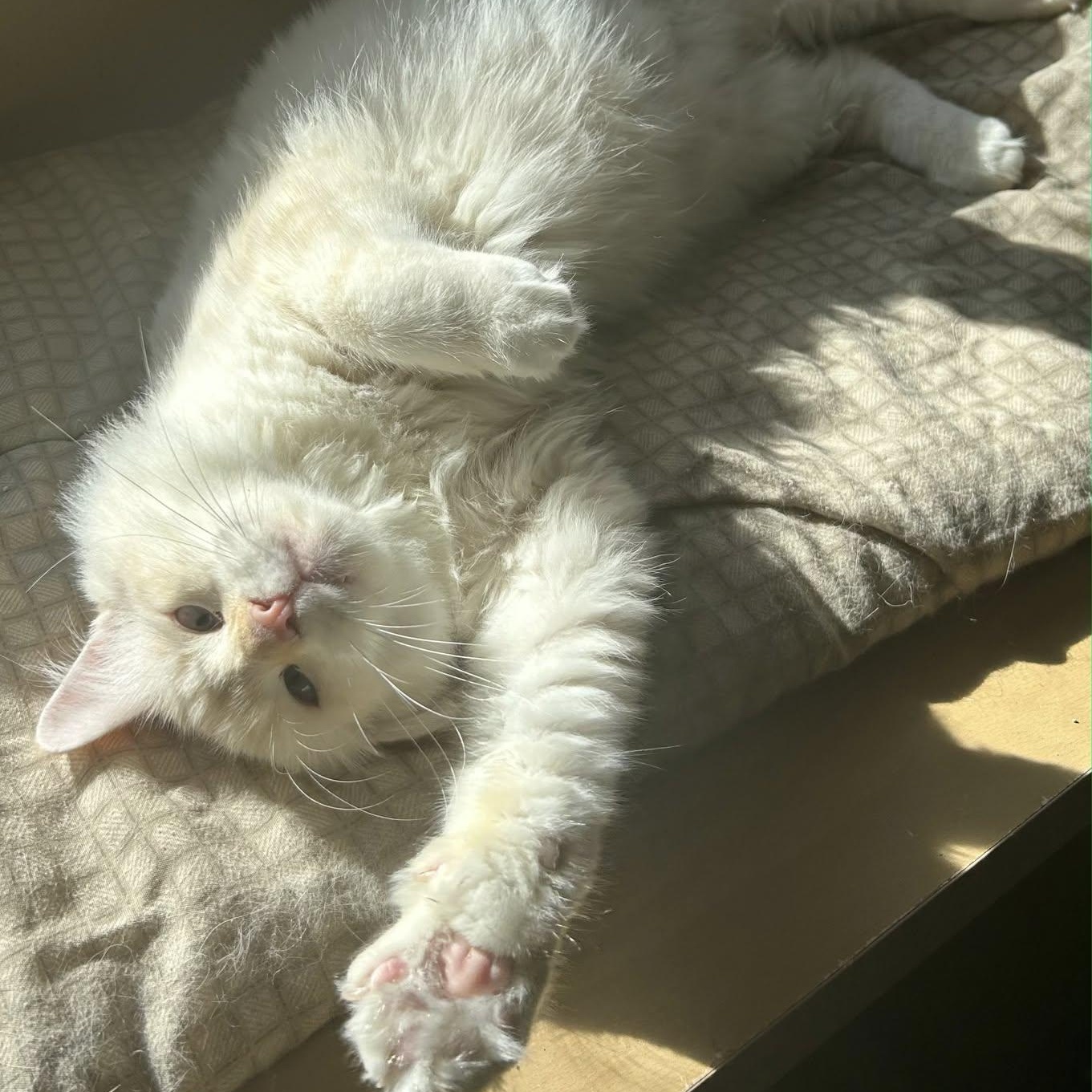 Nelson, Adoptable, Adult Male Siamese.