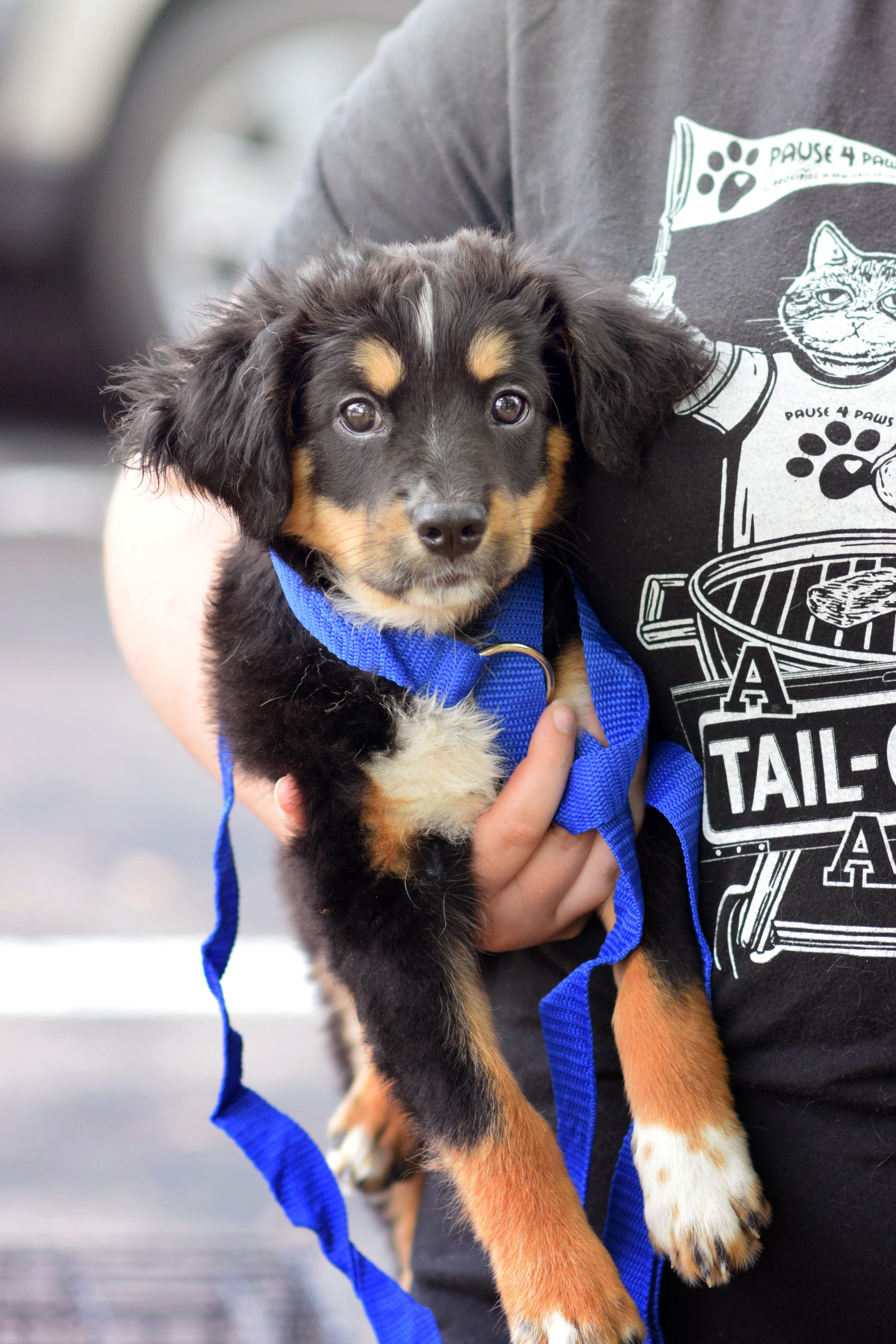 Enlarge Squeak, a Adopted mixed breed in Monticello, MN image 1/1