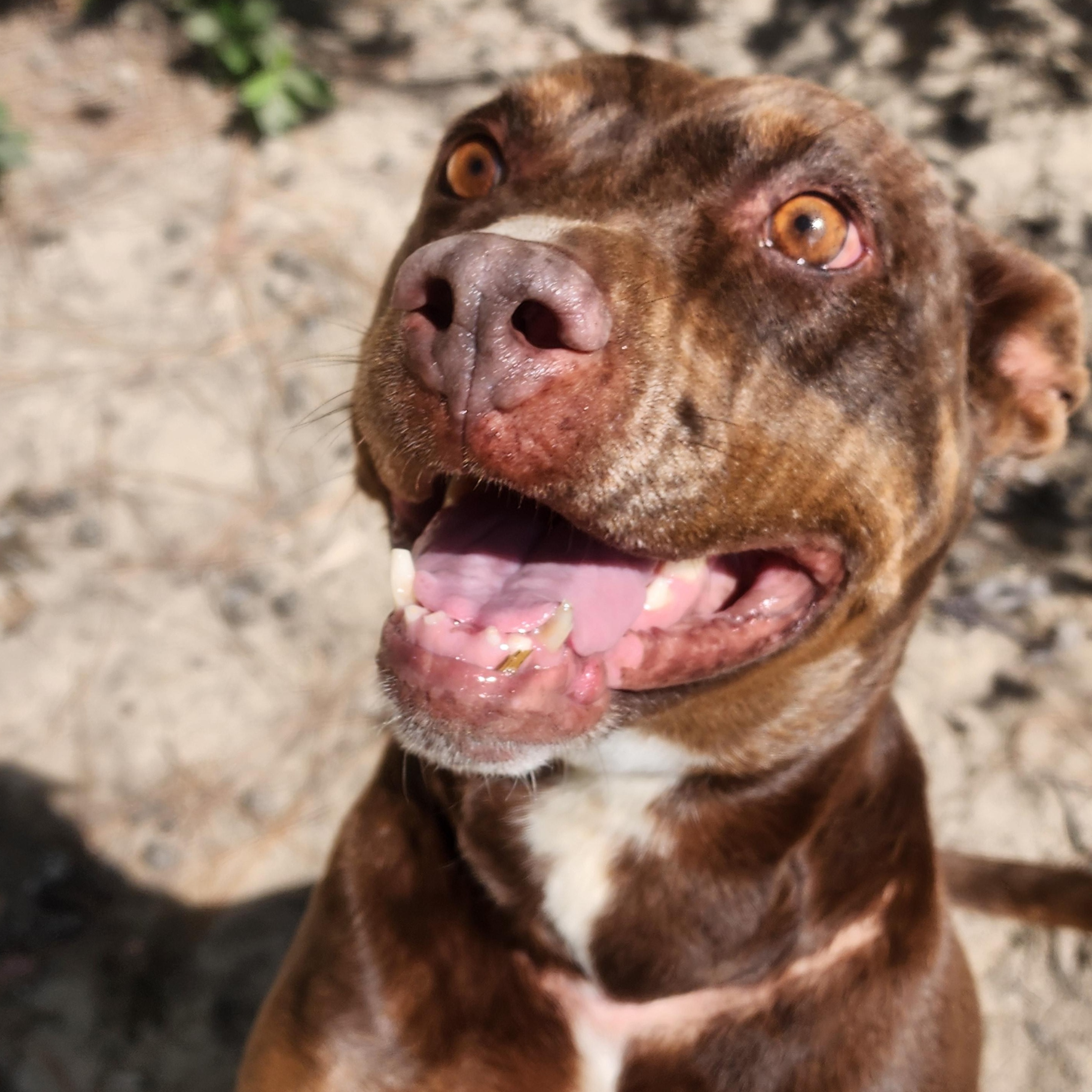 Honey, a Adoptable Mixed Breed in Benson, NC image 1/4