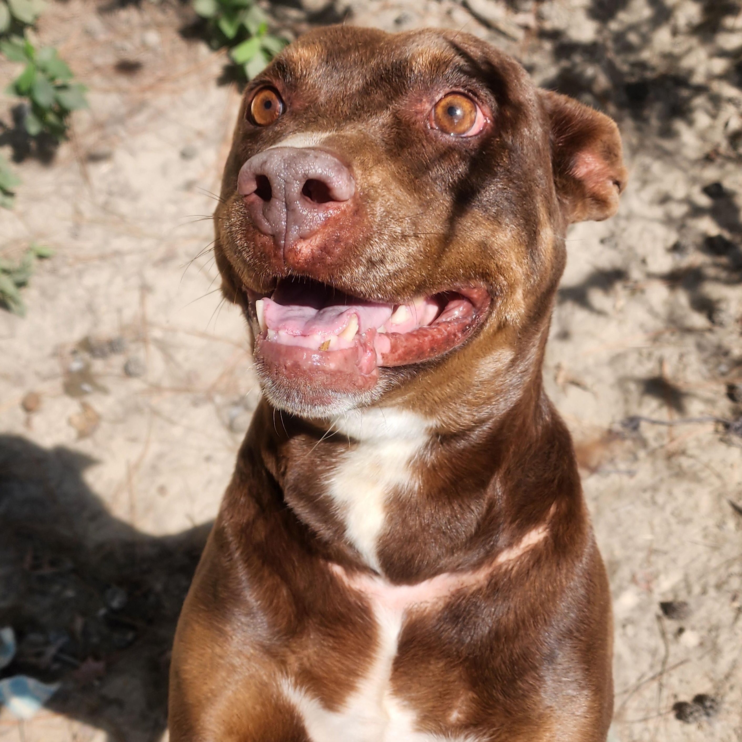 Honey, a Adoptable Mixed Breed in Benson, NC image 2/4