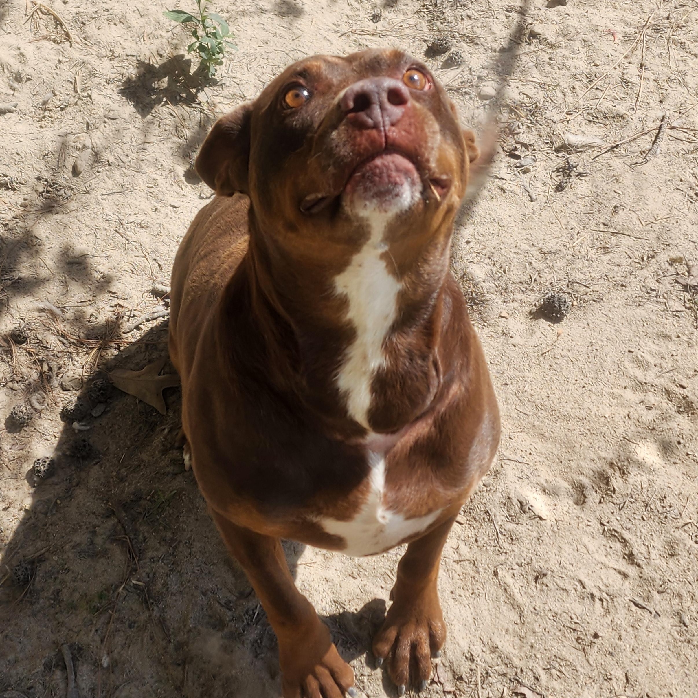 Honey, a Adoptable Mixed Breed in Benson, NC image 3/4