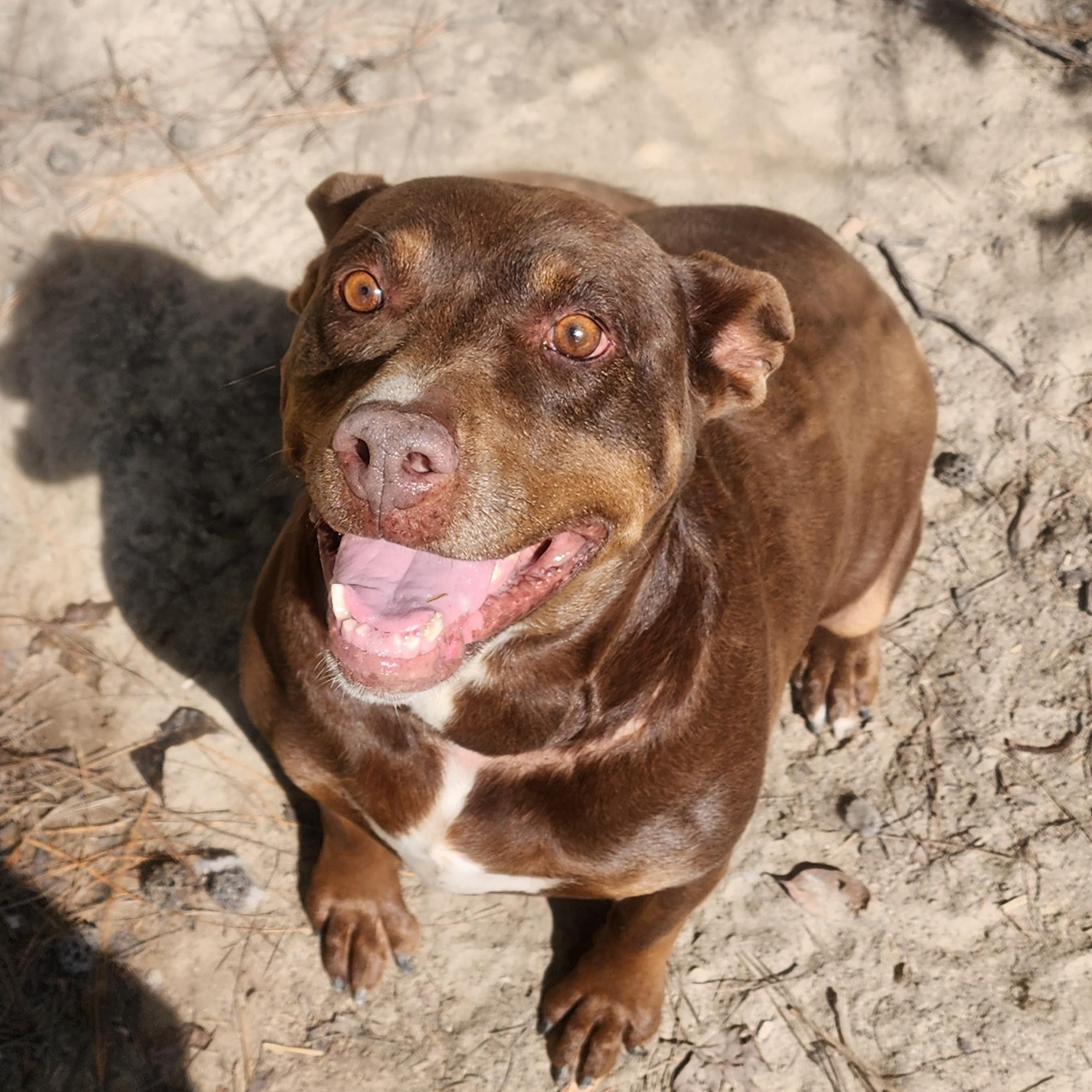 Honey, a Adoptable Mixed Breed in Benson, NC image 4/4