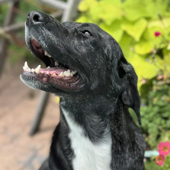 Enlarge Salem, a Adopted mixed breed in Winnfield, LA image 5/6