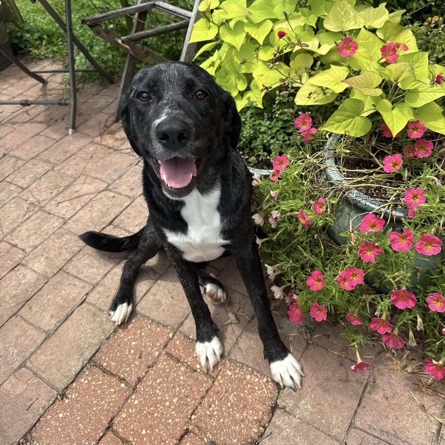 Enlarge Salem, a Adopted mixed breed in Winnfield, LA image 6/6