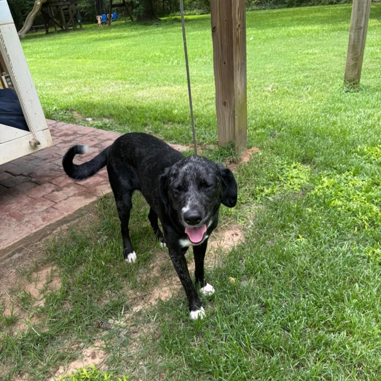 Enlarge Salem, a Adopted mixed breed in Winnfield, LA image 3/6