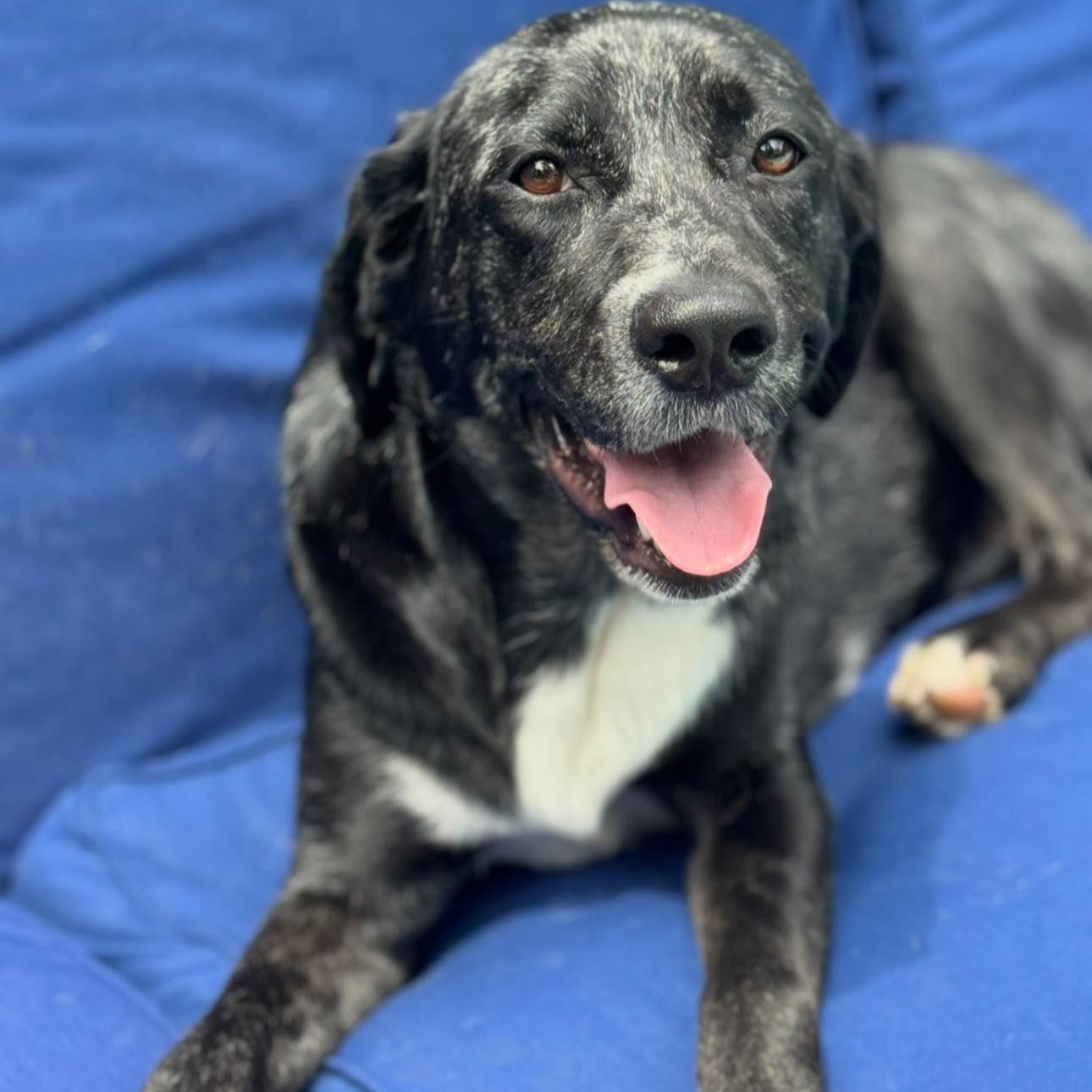 Salem, Adopted, Adult Female Labrador Retriever & Catahoula Leopard Dog.
