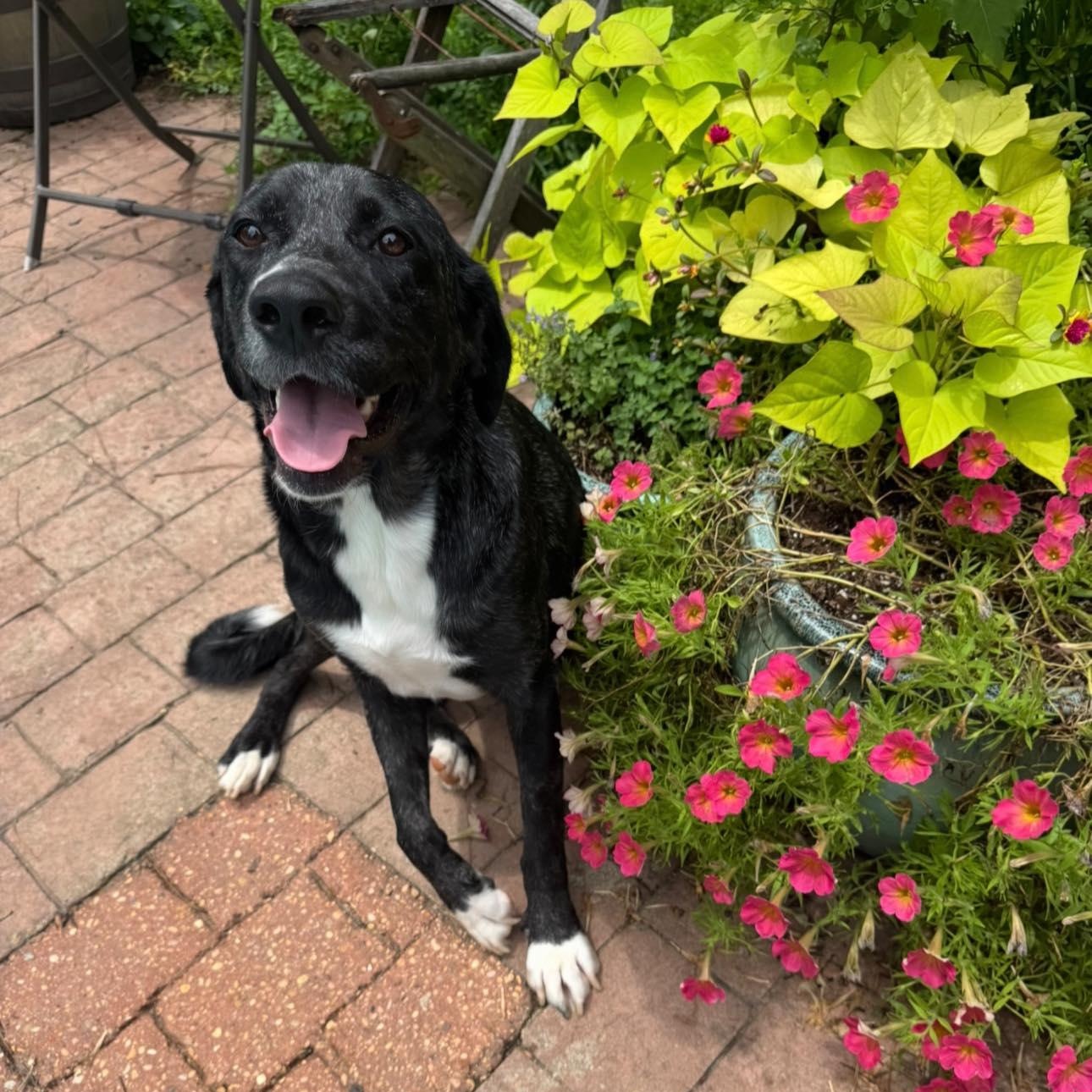 Enlarge Salem, a Adopted mixed breed in Winnfield, LA image 2/6