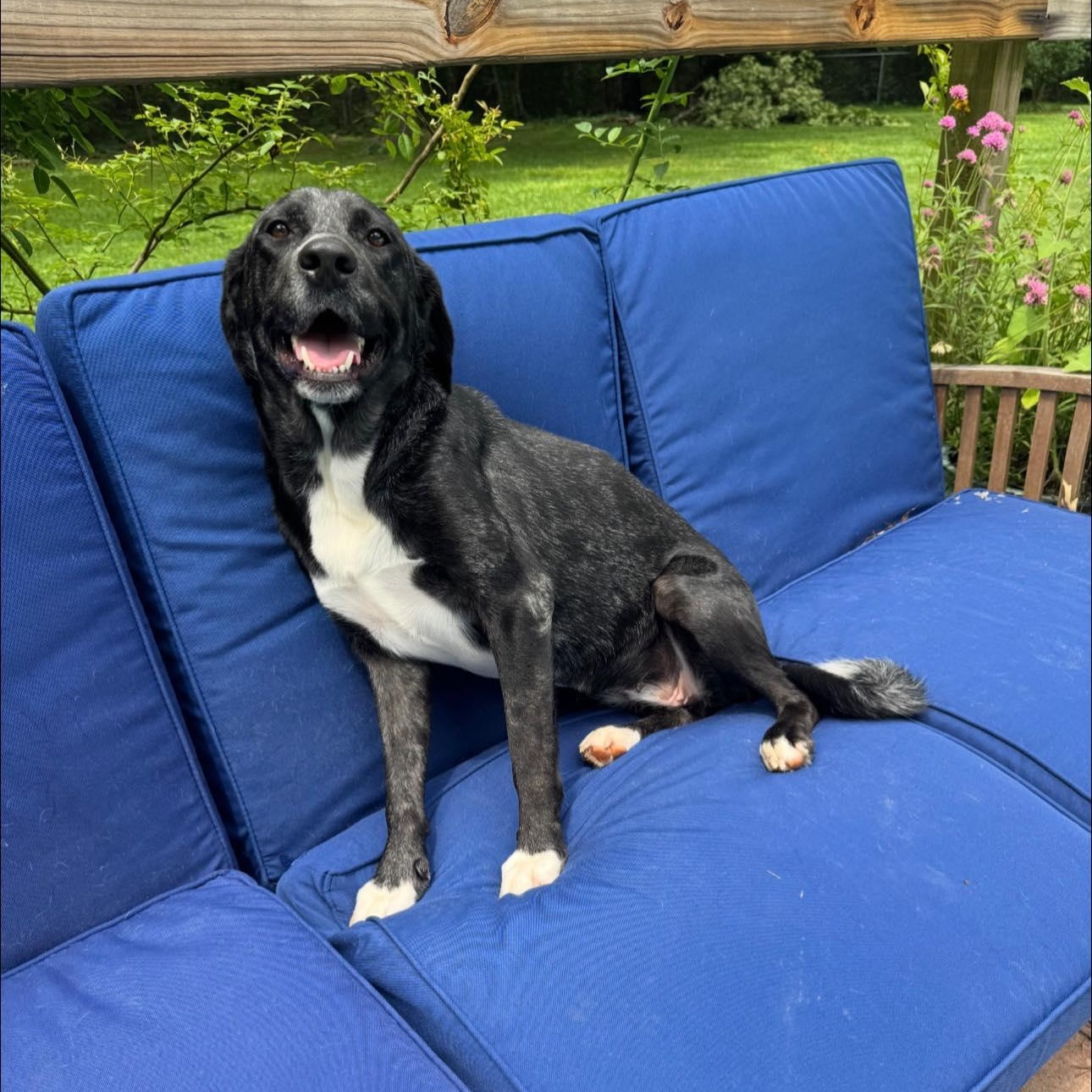 Enlarge Salem, a Adopted mixed breed in Winnfield, LA image 4/6