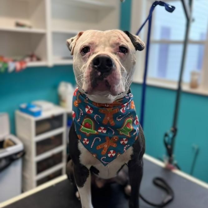 Enlarge Cane, an adoption pending mixed breed in Attica, MI image 1/5