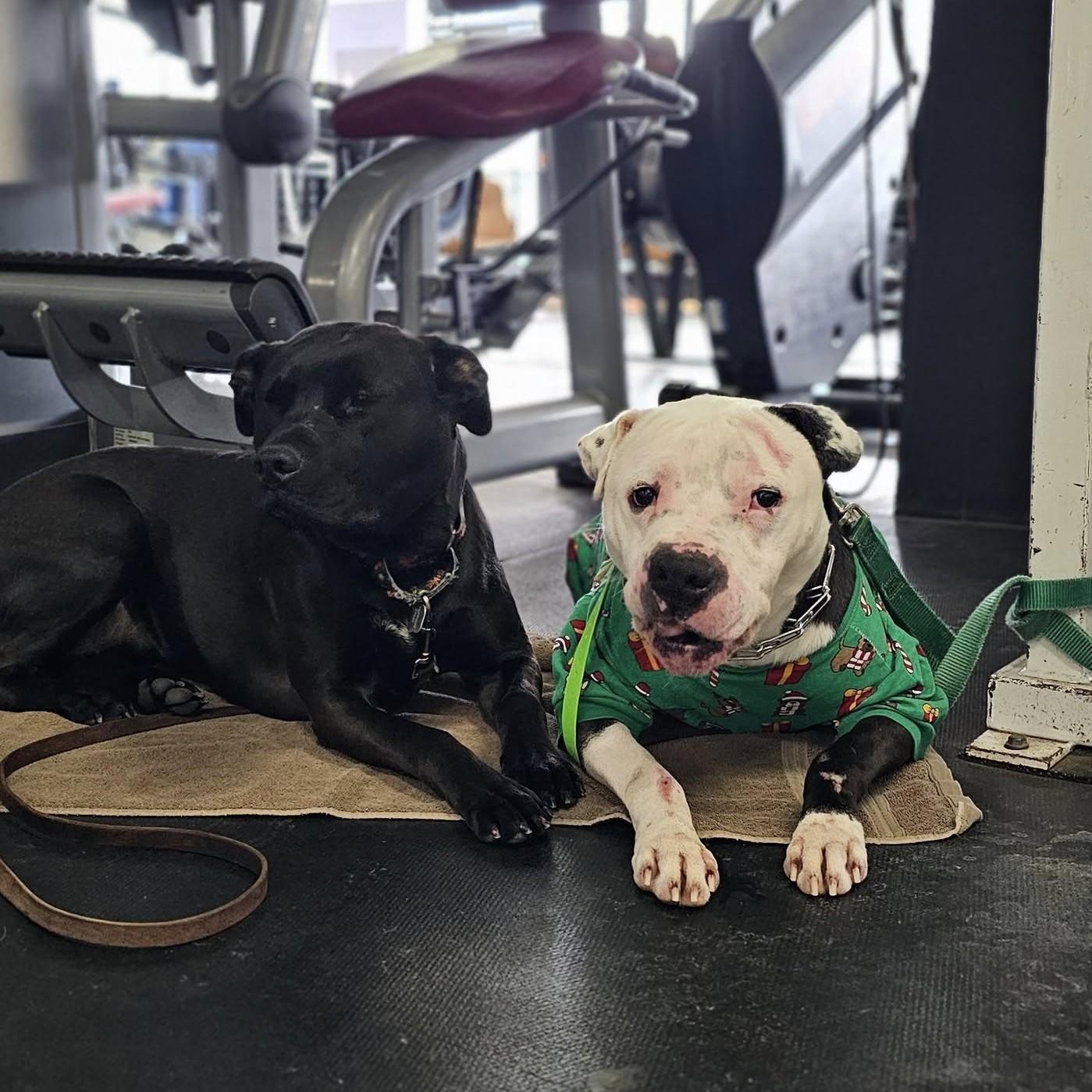 Enlarge Cane, an adoption pending mixed breed in Attica, MI image 2/5