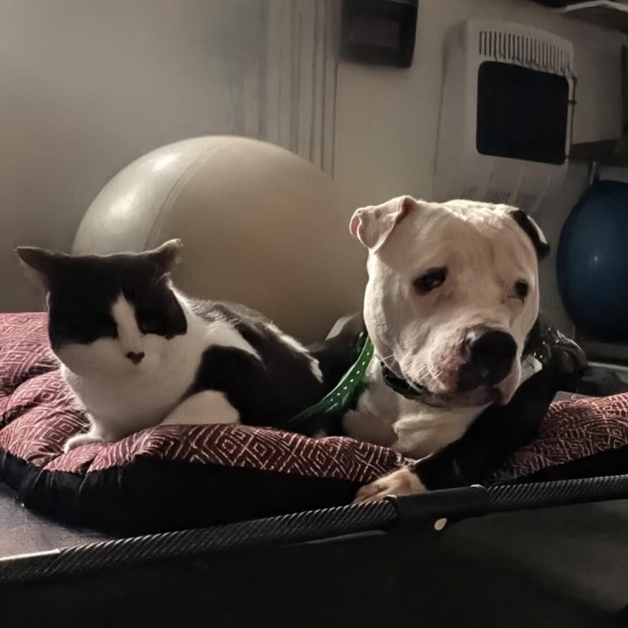 Enlarge Cane, an adoption pending mixed breed in Attica, MI image 3/5