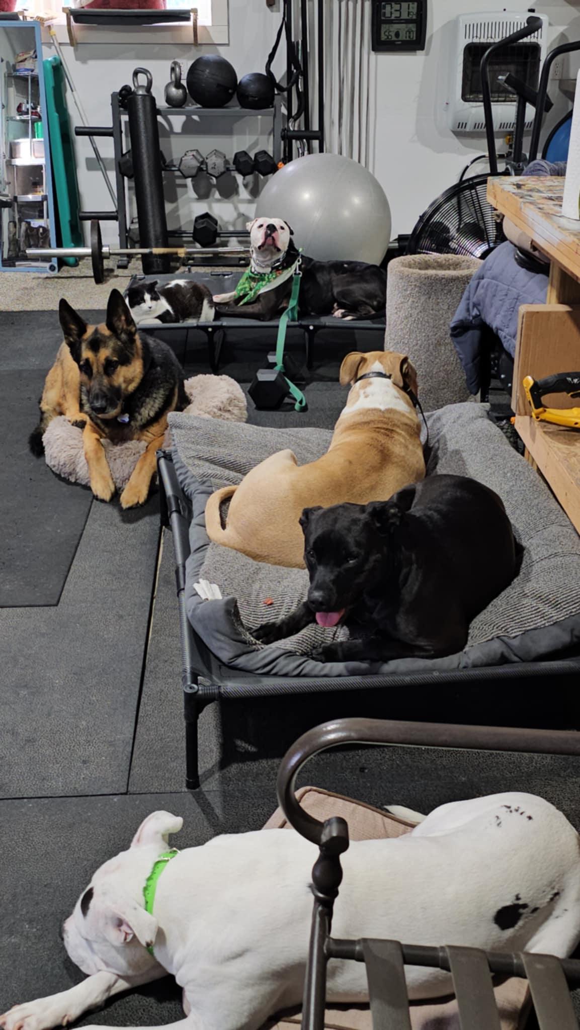 Enlarge Cane, an adoption pending mixed breed in Attica, MI image 4/5