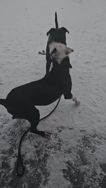 Enlarge Cane, an adoption pending mixed breed in Attica, MI video 5/5