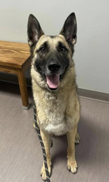 REMI, a ADOPTABLE German Shepherd Dog in North Kansas City, MO image 2/2