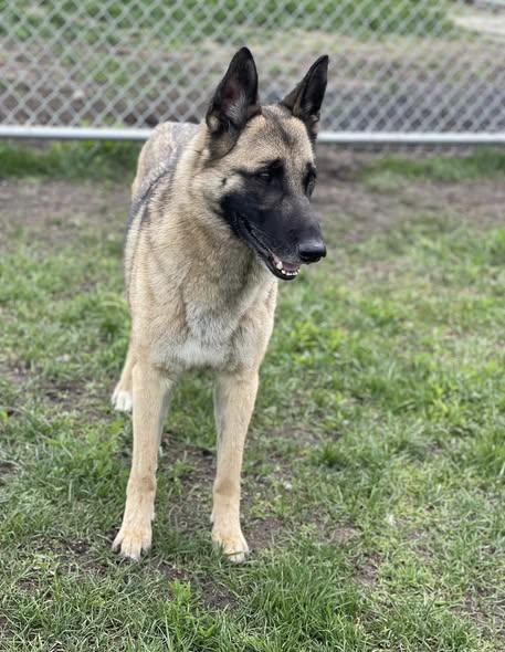 REMI, ADOPTABLE, Young Female German Shepherd Dog.