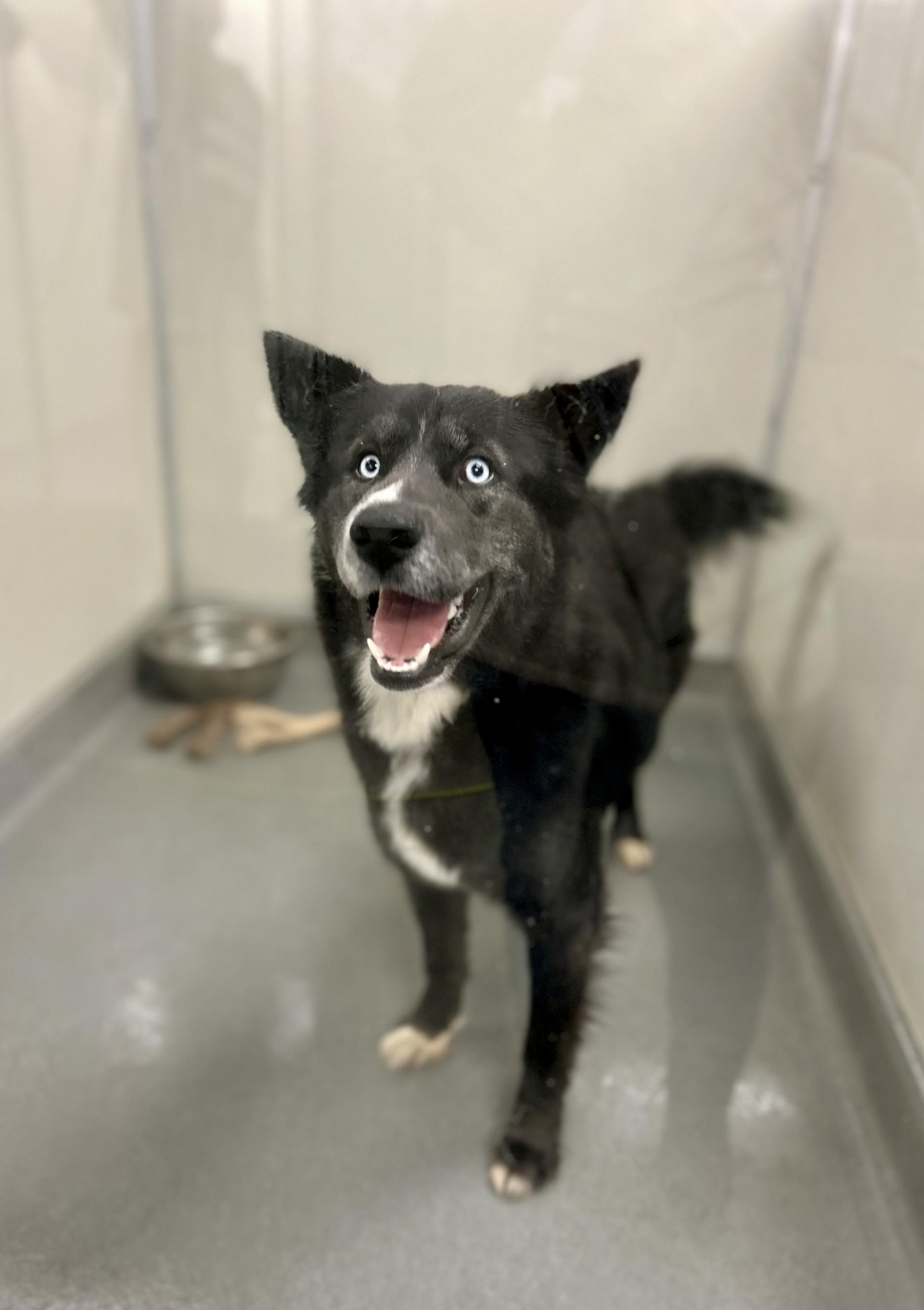 Aries #3847 (407), Adoptable, Adult Male Husky.