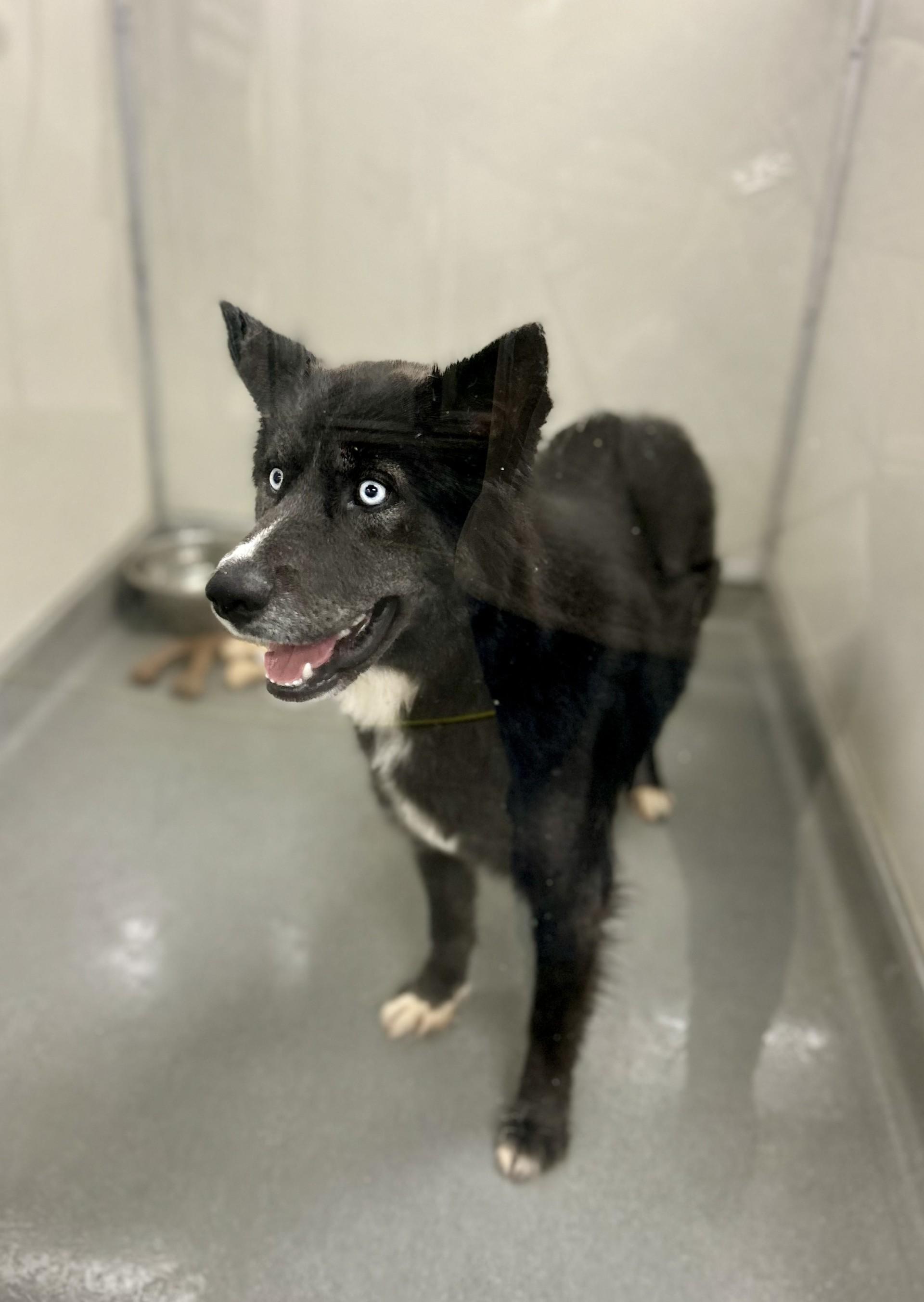 Enlarge Aries #3847 (407), a Adoptable mixed breed in Victorville, CA image 2/3