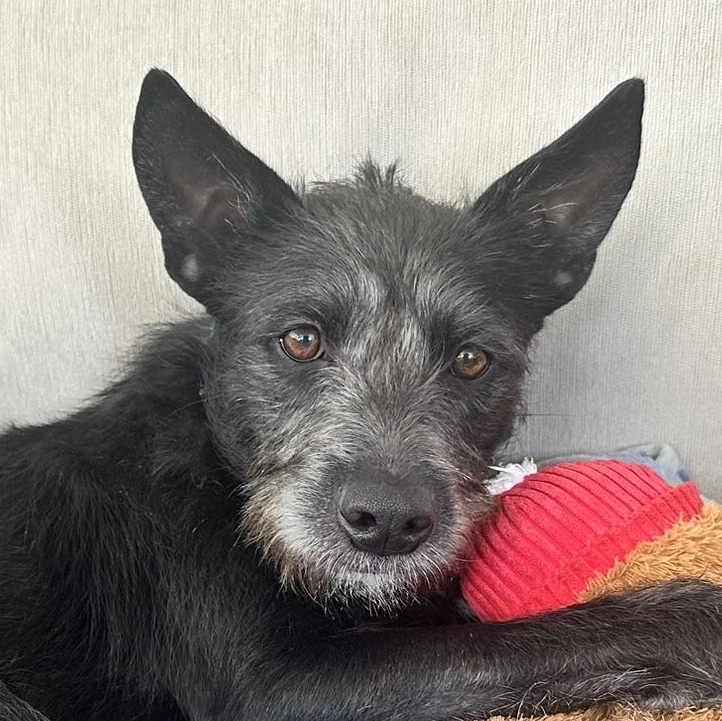 Faith, adoptable, Young Female Schnauzer & Mixed Breed.