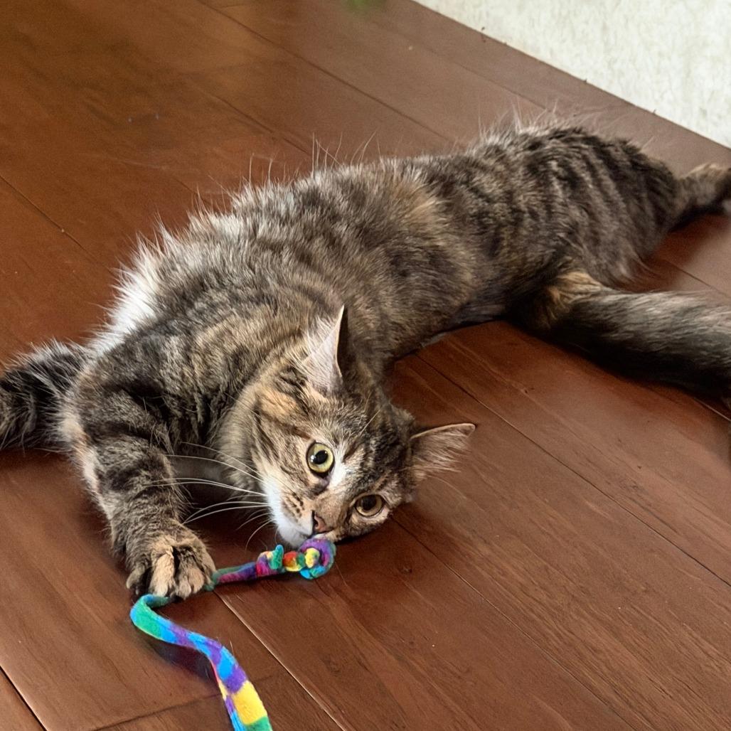 Hope-C, Adoptable, Young Female Domestic Medium Hair.