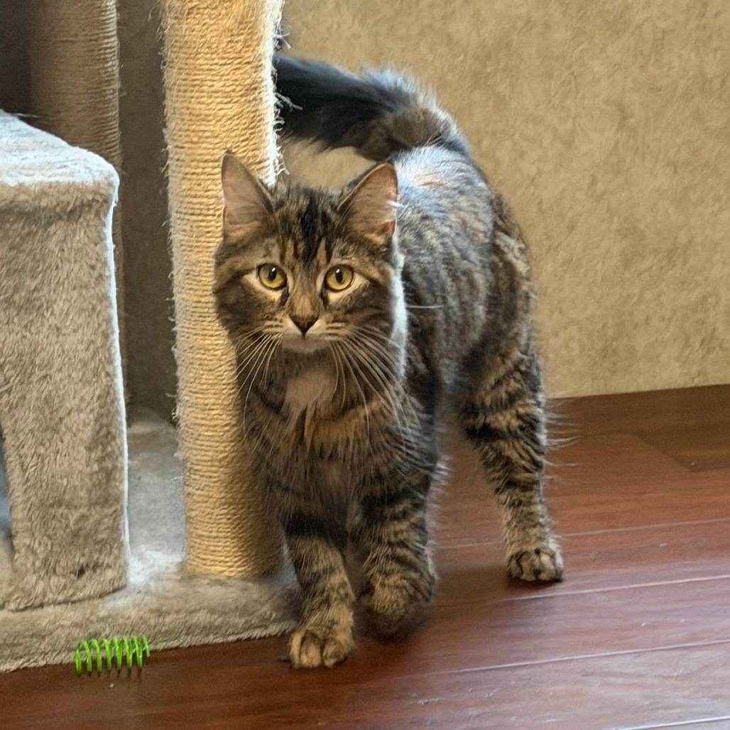 Enlarge Hope-C, a Adoptable Domestic Medium Hair in East Saint Louis, IL image 2/5
