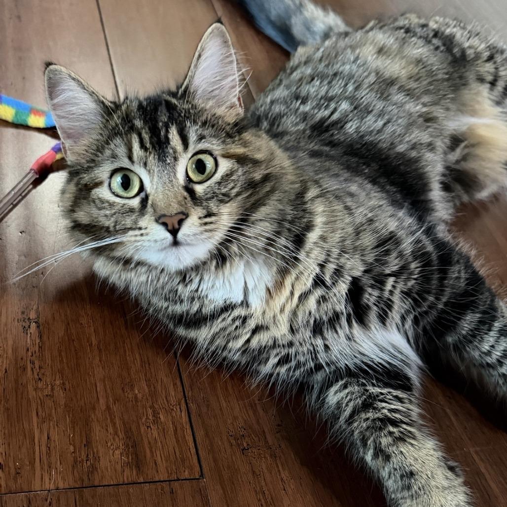Enlarge Hope-C, a Adoptable Domestic Medium Hair in East Saint Louis, IL image 3/5