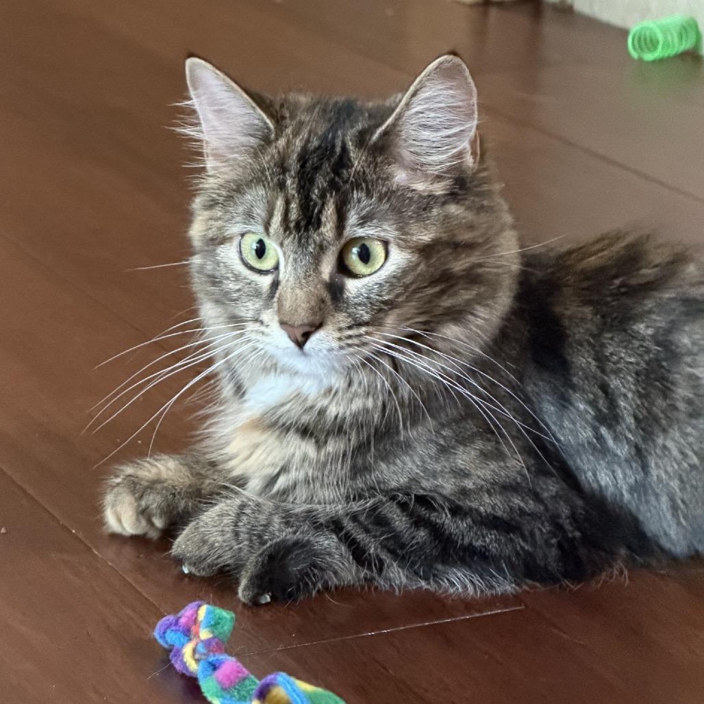 Enlarge Hope-C, a Adoptable Domestic Medium Hair in East Saint Louis, IL image 4/5