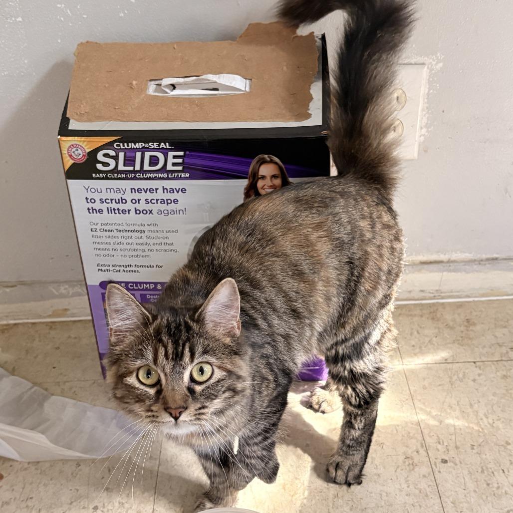 Enlarge Hope-C, a Adoptable Domestic Medium Hair in East Saint Louis, IL image 5/5