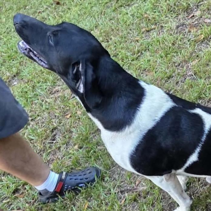 River - Courtesy Post, Adoptable, Adult Male German Shorthaired Pointer.